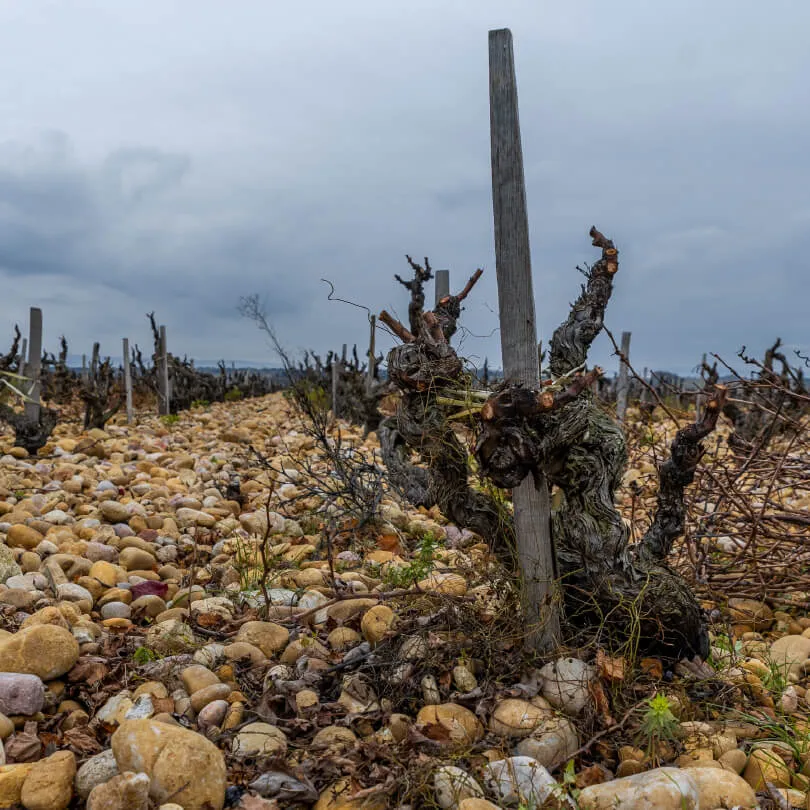 7 MADDEDE CHÂTEAUNEUF-DU-PAPE