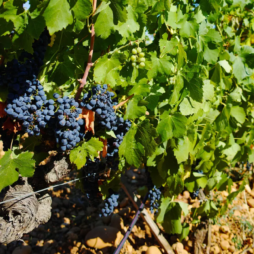 7 MADDEDE CHÂTEAUNEUF-DU-PAPE