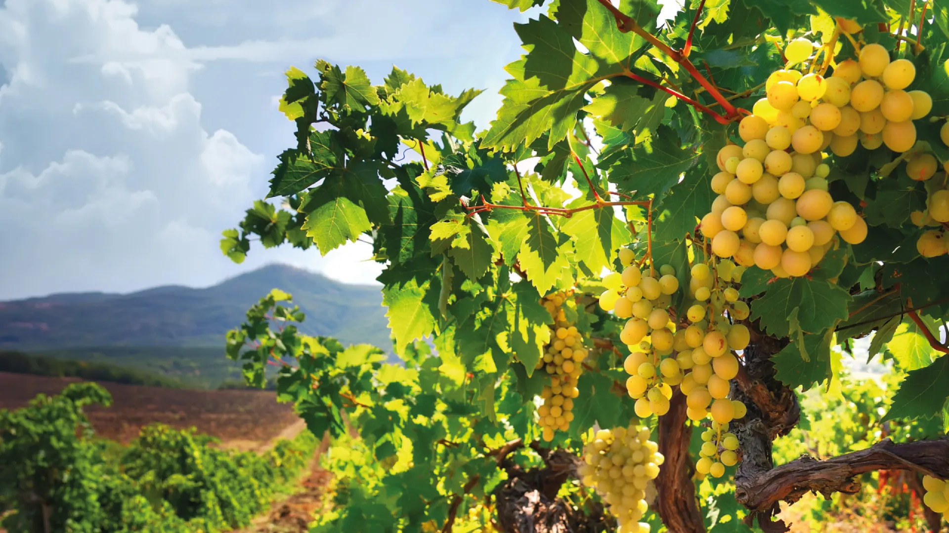 WSET-1. Seviye Şarap Yeterlilik Programı-Ekim 2025